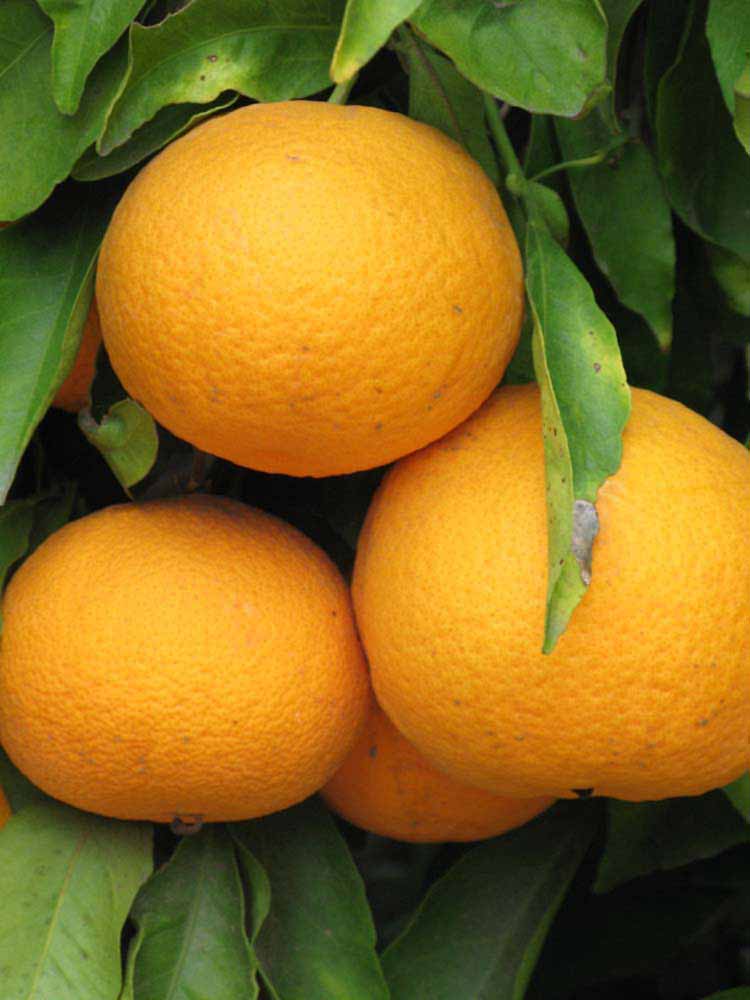            Fruit (Riverside, CA)   